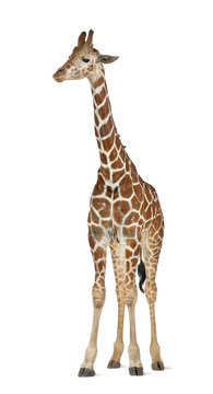 Somali Giraffe, commonly known as Reticulated Giraffe