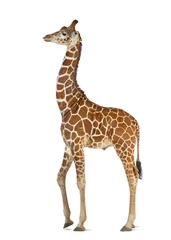 Plaid avec motif Girafe Somali Giraffe, commonly known as Reticulated Giraffe