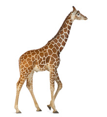 Girafe de Somalie, communément appelée girafe réticulée
