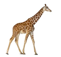 Papier Peint photo Lavable Girafe Somali Giraffe, commonly known as Reticulated Giraffe