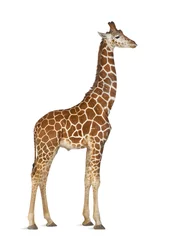 Foto op Canvas Somalische giraf, algemeen bekend als netgiraf © Eric Isselée