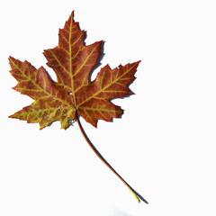 Maple leaf