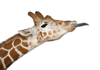 Girafe de Somalie, communément appelée girafe réticulée