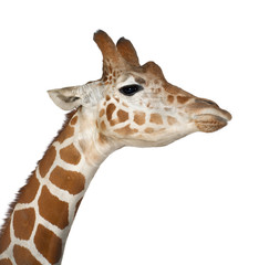 Somali Giraffe, commonly known as Reticulated Giraffe