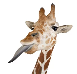 Papier peint photo autocollant rond Girafe Girafe de Somalie, communément appelée girafe réticulée