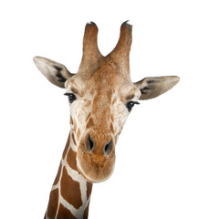 Obraz premium Żyrafa somalijska, powszechnie znana jako żyrafa siatkowa