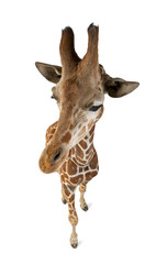High angle view of Somali Giraffe