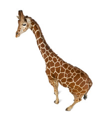 High angle view of Somali Giraffe
