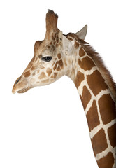 Somali Giraffe, commonly known as Reticulated Giraffe