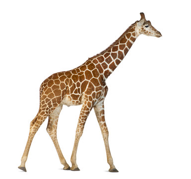 Somali Giraffe, commonly known as Reticulated Giraffe