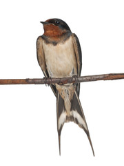 Barn Swallow, Hirundo rustica, perching against white background