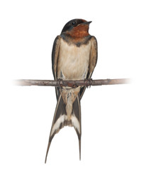 Barn Swallow, Hirundo rustica, perching against white background