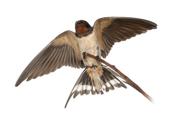 Barn Swallow, Hirundo rustica, perching against white background
