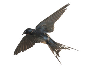 Barn Swallow, Hirundo rustica, flying against white background
