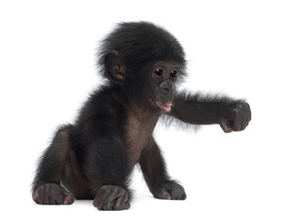 Naklejka premium Baby bonobo, Pan paniscus, 4 miesiące
