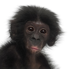 Baby bonobo, Pan paniscus, 4 months old