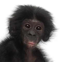 Photo sur Plexiglas Singe Bébé bonobo, Pan paniscus, 4 mois