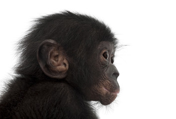 Naklejka premium Baby bonobo, Pan paniscus, 4 months old
