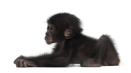 Baby bonobo, Pan paniscus, 4 months old