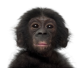 Baby bonobo, Pan paniscus, 4 months old © Eric Isselée