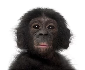 Papier Peint photo Singe Bébé bonobo, Pan paniscus, 4 mois