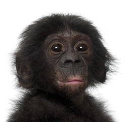 Baby bonobo, Pan paniscus, 4 months old