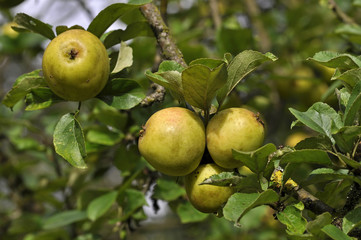 Organic Apples Growing In Orchard