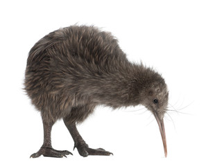 North Island Brown Kiwi, Apteryx mantelli, 5 months old