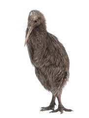 North Island Brown Kiwi, Apteryx mantelli, 5 months old