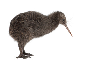North Island Brown Kiwi, Apteryx mantelli, 5 months old