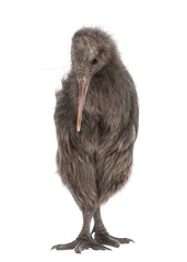 North Island Brown Kiwi, Apteryx mantelli, 5 months old