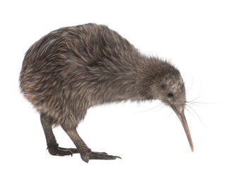North Island Brown Kiwi, Apteryx mantelli, 5 months old
