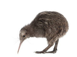 North Island Brown Kiwi, Apteryx mantelli, 5 months old