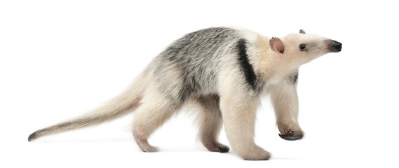 Tamandua, Tamandua tetradactyla, 3 years old
