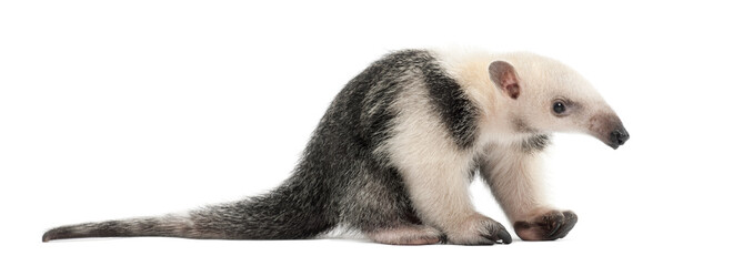 Tamandua, Tamandua tetradactyla, 3 months old
