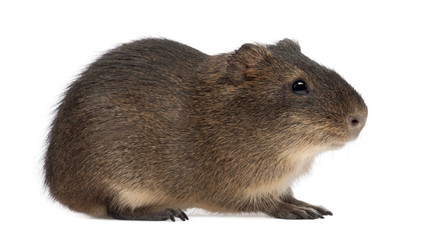 Greater guinea pig, Cavia magna, against white background