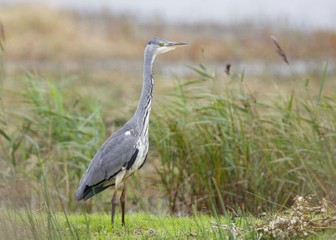Grey Heron