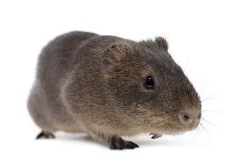 Greater guinea pig, Cavia magna