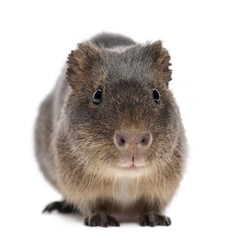 Greater guinea pig, Cavia magna