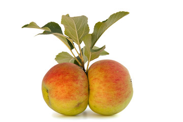 zwei reife Äpfel mit Laub (freigestellt vor weiß)