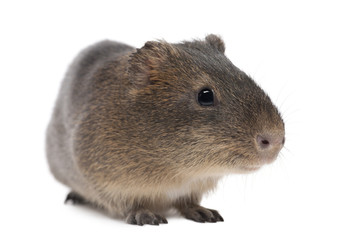 Greater guinea pig, Cavia magna, against white background
