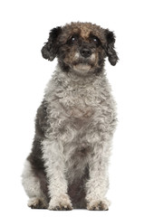 Cross breed sitting in front of white background