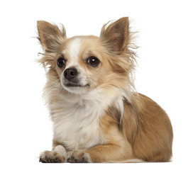 Chihuahua, 5 years old, lying against white background