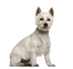 West Highland White Terrier, 2 years old