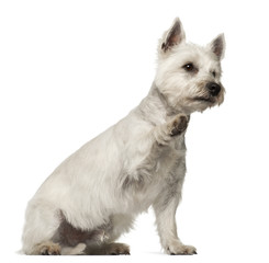 West Highland White Terrier, 2 years old