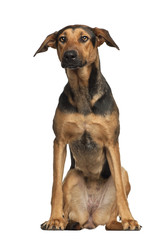 Cross breed, 1 year old, sitting against white background