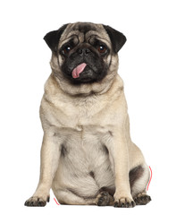 Pug, 4 years old, sitting against white background