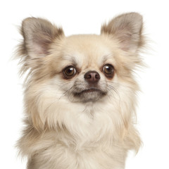 Chihuahua, 1 year old, against white background