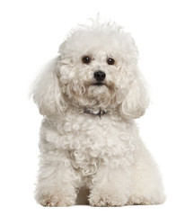 Bolonka, 4 years old, sitting against white background