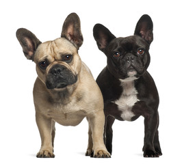 French bulldogs, 3 years old